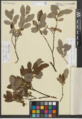Foto von Salix appendiculata Vill. x Salix waldsteiniana Willd.